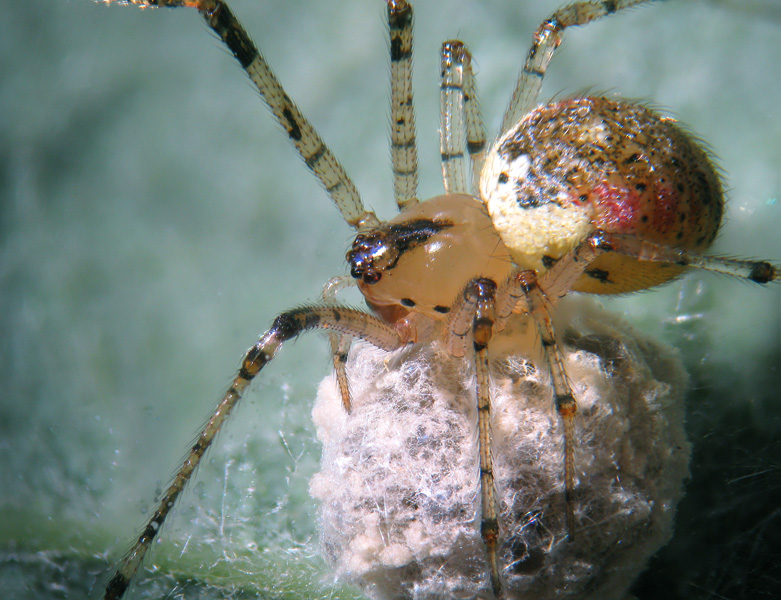 Platnickina tincta